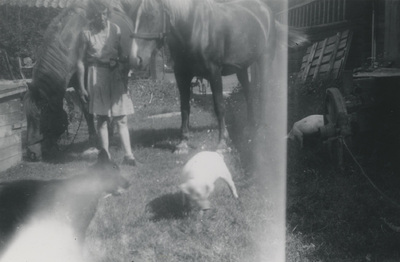 Hästar, grisar och hund vid Björktorps gård