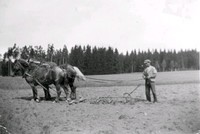 Här fjäderharvar Lundberg vid goa orten Tuna med hästarna Stjärn och Lillgrålle.