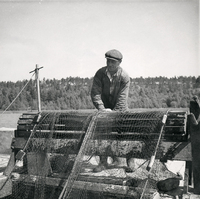 Notfiske i Sjösaviken, mitten 1900-tal