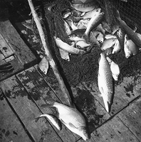 Notfiske i Sjösaviken, mitten 1900-tal