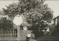 Päronträdet vid Repslagargatan 27 i Nyköping år 1919