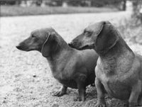 Taxarna Pyttan och Myra, hundar vid Katrineborg i Vadsbro socken, ca 1944