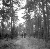 Två personer promenerar i skogen.