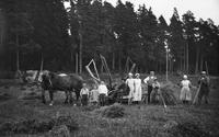 Skördning vid Bygd i Bälinge på 1920-talet