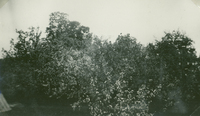 ”Trädgården i blom”, blommande äppelträd på Åkerö omkring 1929-30