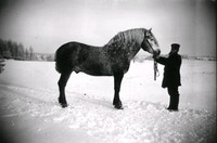 Kusken Andersson med häst vid Ökna säteri i Floda socken