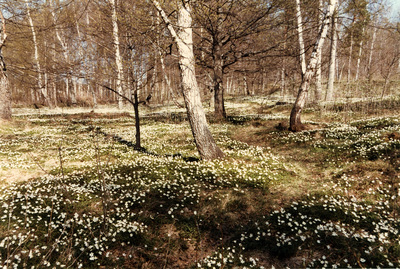 Vitsippor i skogen, Oxelösund, 1985