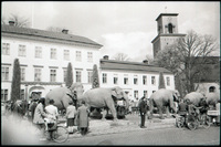 Elefanter i Nyköping år 1960