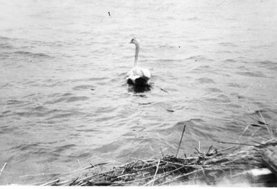 Den räddade svanen år 1958