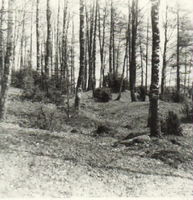 Skogsbacke i Hällberga