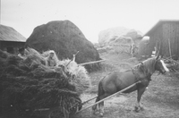 Knut Jansson och hästen Brunte på gården Stäket 1 Sorunda socken 1944
