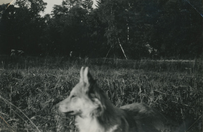 En hund vid Björktorps gård