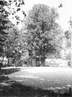 Den stora linden vid Löwenska skolan, Nyköping år 1919