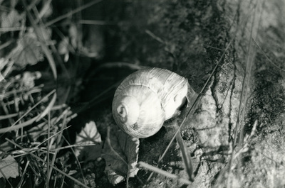 Snigel, Oxelösund, 1984