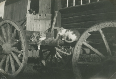 Två katter på en vagn