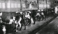 Kor vid mjölkning i stallet