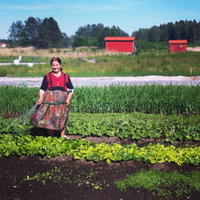Odling på Arnö sommaren 2014