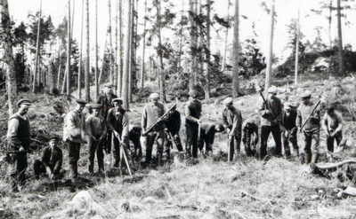 Skogsplantering vid Björksund, 1920-tal