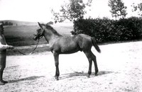 Kusken Andersson med ett hästföl vid Ökna säteri i Floda socken