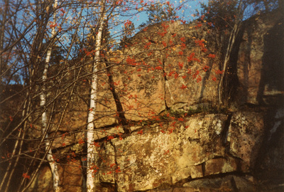 Rönnbär, Jogersö, 1983