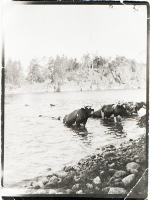 Korna går i land på Bergö 1916