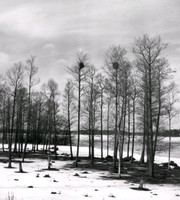 Träd vid en sjö på vintern