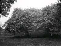 Hagtornsträden vid Nyköpingshus år 1920