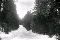Skogsparti med väg vintertid
