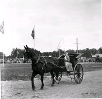 En kvinna åker häst och vagn.