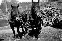 Hästar vid Nynäs på 1940-talet
