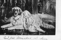 Vykort efter målning med sovande flicka och hund, tidigt 1900-tal