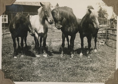 Hästar i hage, Segersta 1930