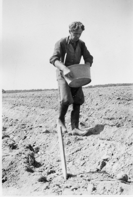 Potatissättning på Hagbyberga, 1940-tal