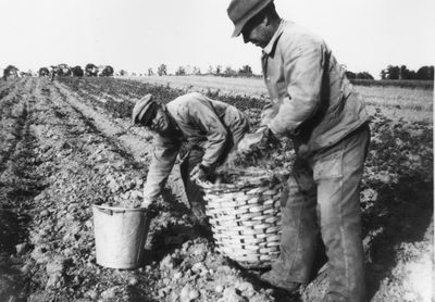 Potatiskörd på Hagbyberga, 1940-tal