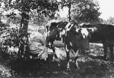 Lina mjölkar Rosa ca 1930