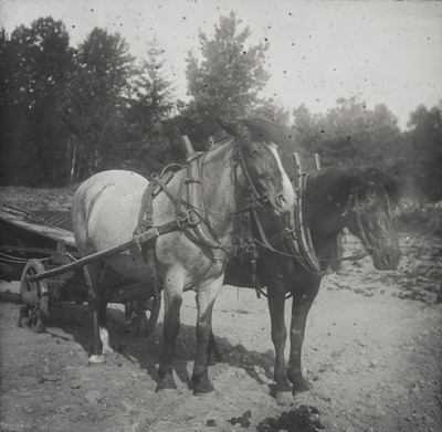 Två hästar med vagn i Taxinge socken, 1900