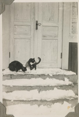 Katter på trappan i Segersta