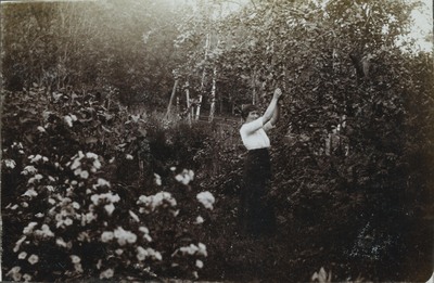 Porträtt av kvinna som plockar frukt