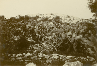 Kaktusar på Anacapri, Capri omkring år 1904