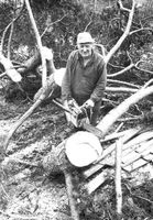 Trädfällning inför lasarettets utbyggnad