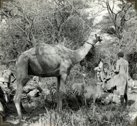 Kamel och förare, Elåd i Etiopien 1935-1936