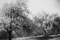 Blommande fruktträd vid Katrineborg i Vadsbro socken år 1946