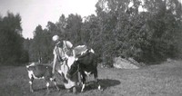 Kvinna med ko och kalv vid Björkliden