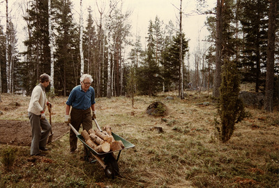 Trädgårdsarbete, Åsbacka, Grödinge, 1984