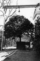 Lagerträd vid Nynäs, 1930-tal