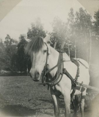 En påselad häst, Björktorp 1928