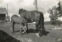 Hästen Stjärna med föl, tidigt 1940-tal
