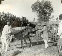 Tältet lastas på en mula, Röda Korset i Etiopien 1935-36