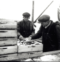 Strömmingsfiskare vid Hummelvik 1957