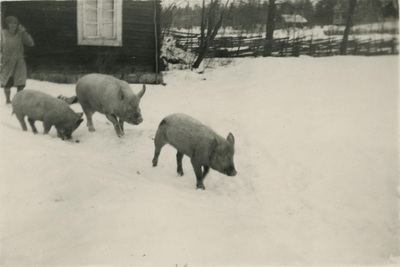 Lisa Hall och tre grisar vid Björktorp
